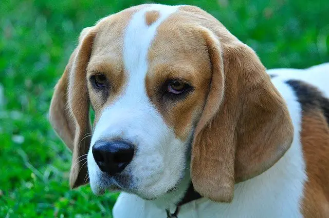 closeup of a beagles head, showing the shape of their nose