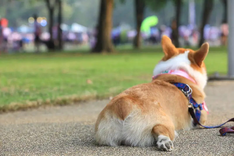 corgi sitting in a half sploot pose