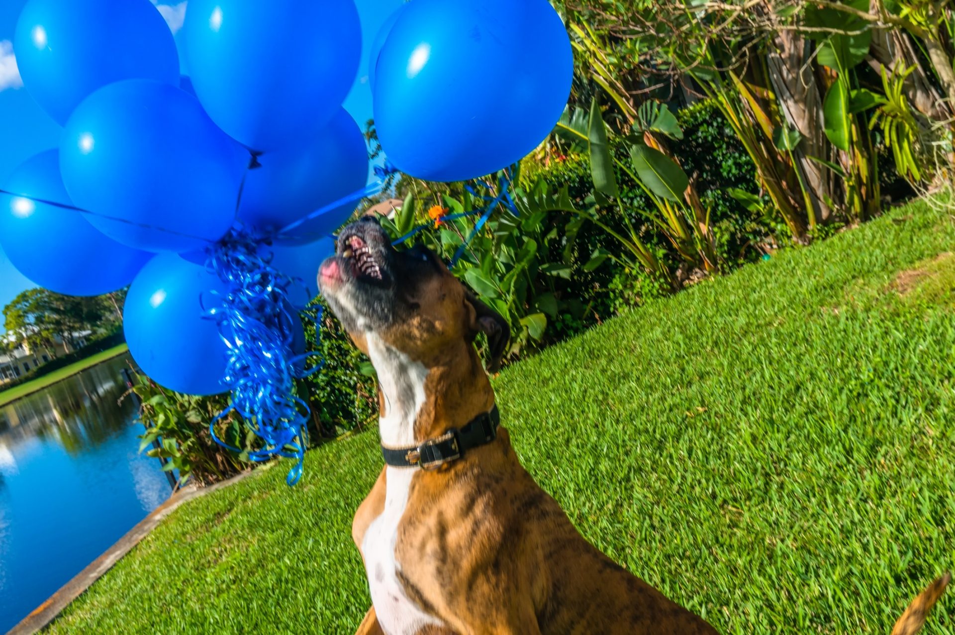 Why Dogs Shouldn’t Play with Balloons (and Safe Alternatives) EtcPets