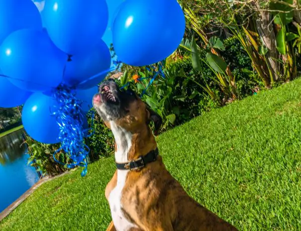 A Boxer Dog Playing With Balloons