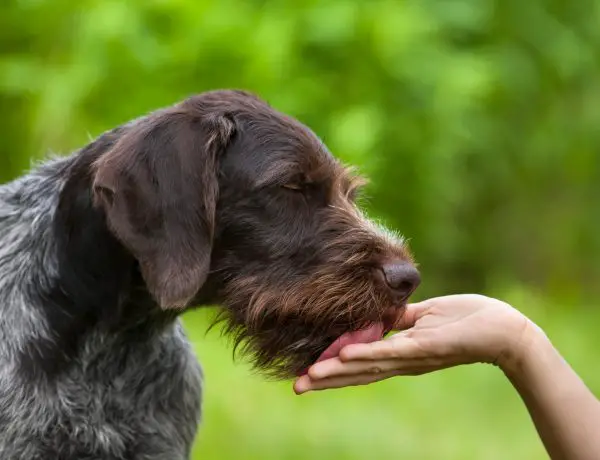 German Wirehaired Pointer licking a hand