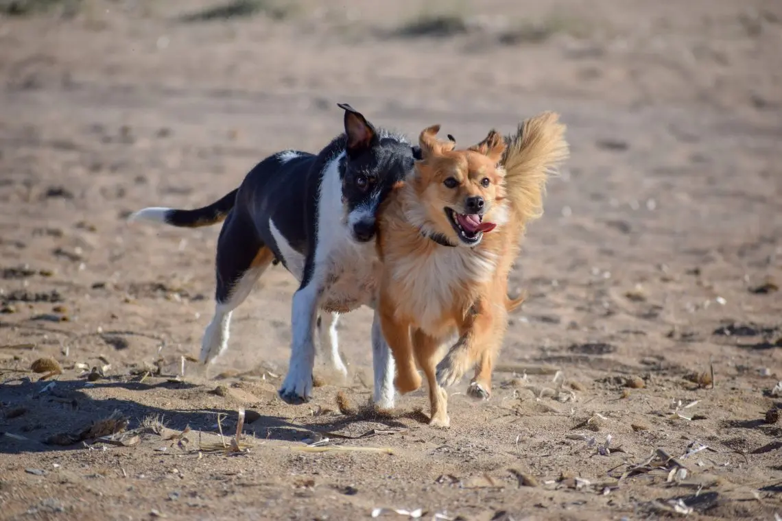 a purebred dog and a mixed breed dog on the beach together