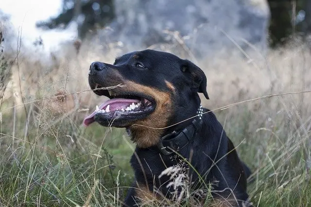 a rottweiler