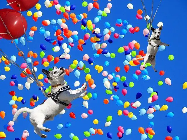 Terrier mixes playing with balloons and floating away