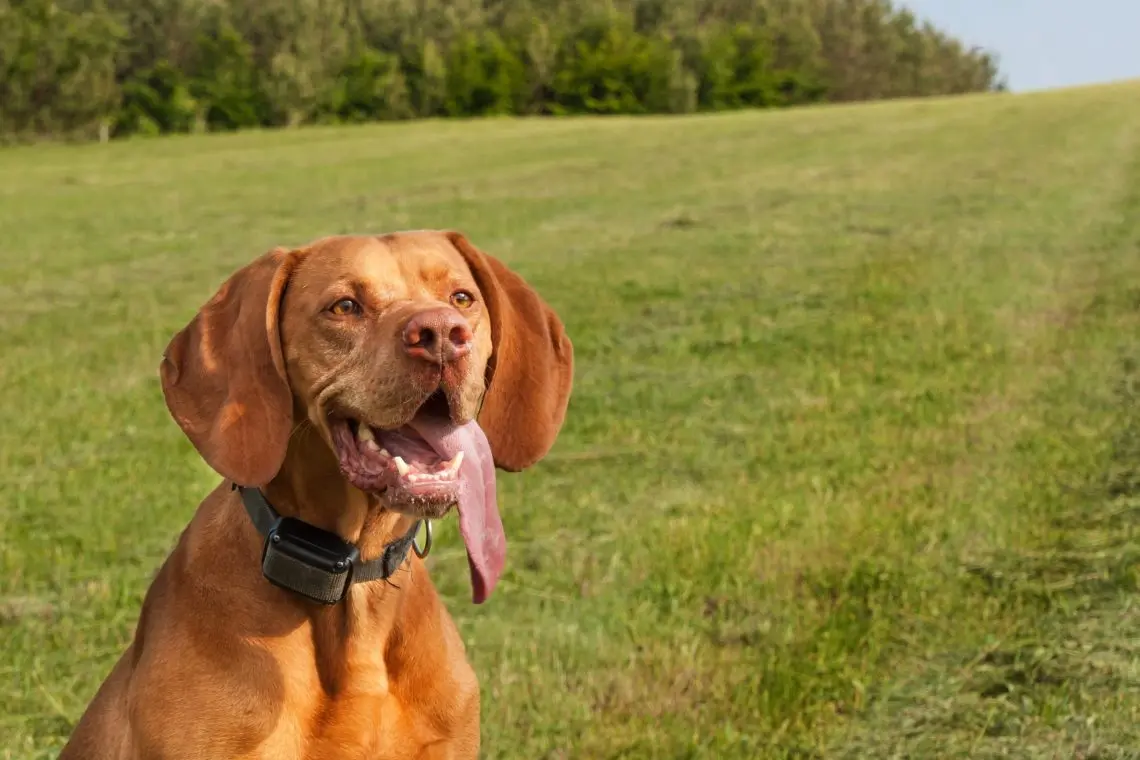 Viszla in a dog training collar in a field