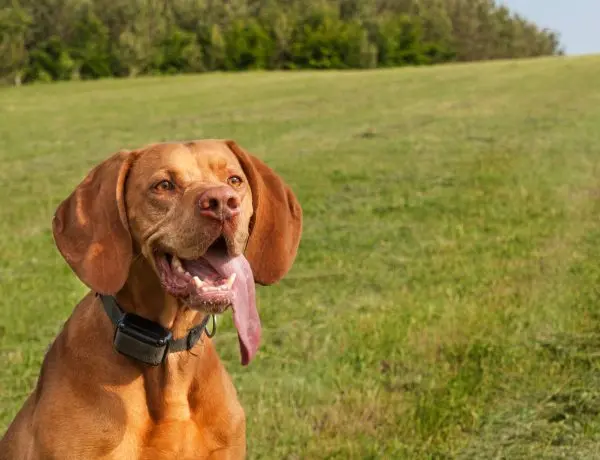 Viszla in a dog training collar in a field