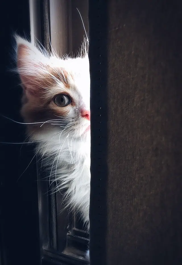 timid cat deciding if he wants to come out from hiding