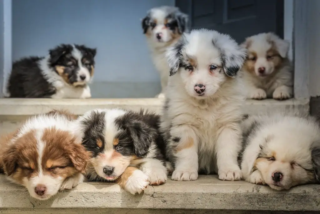 Australian-Shepherd-litter-of-puppies