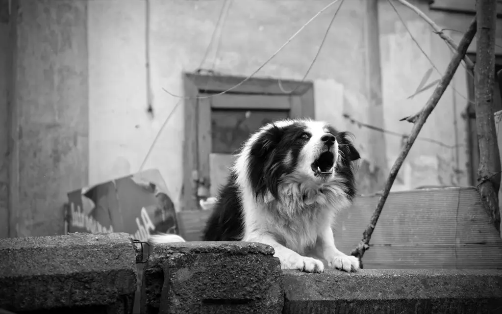 Barking Border Collie