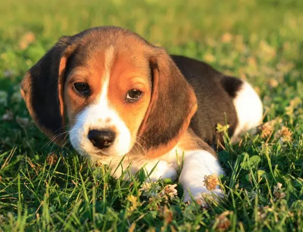 A Beagle Puppy