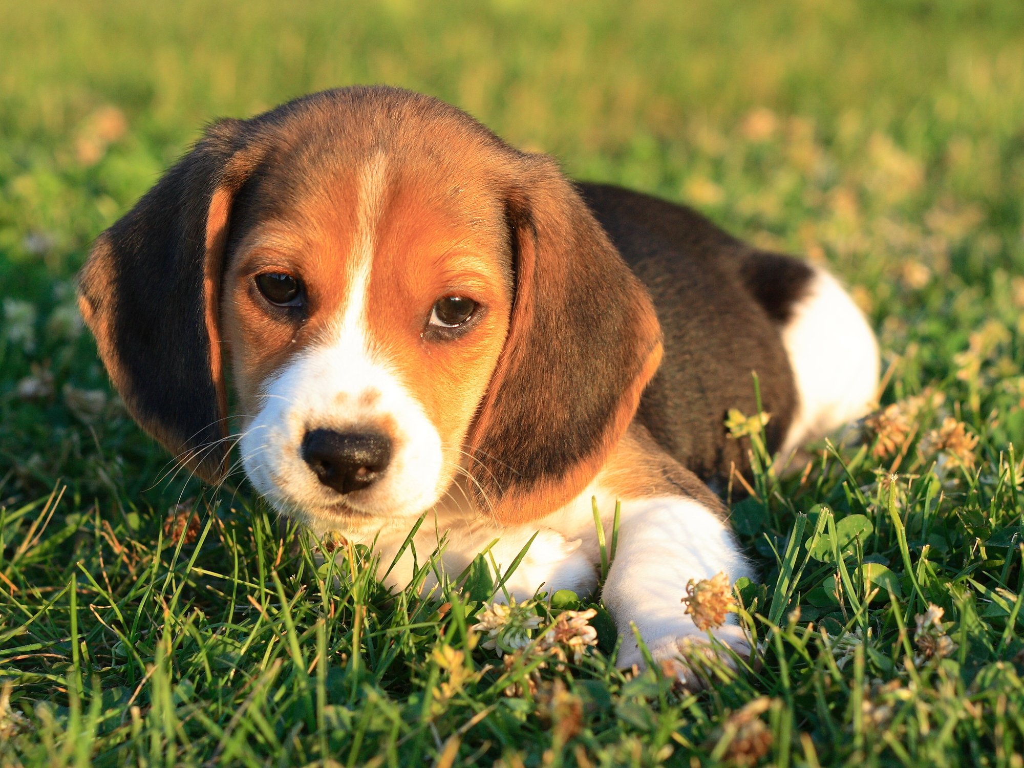 are beagles good therapy dogs