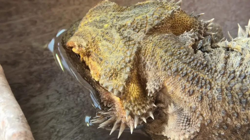 a bearded dragon drinking water