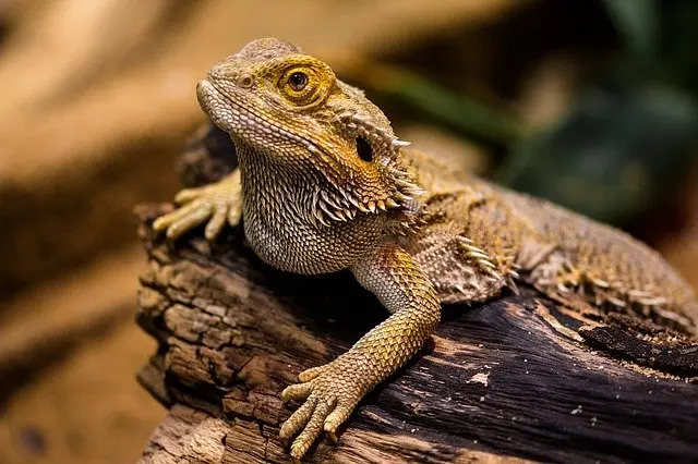 bearded dragon perching on a log