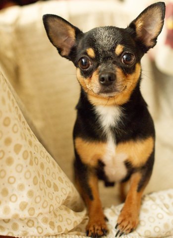 black and tan colored chihuahua