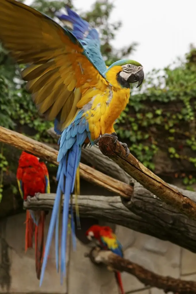 Blue and gold macaw flapping wings