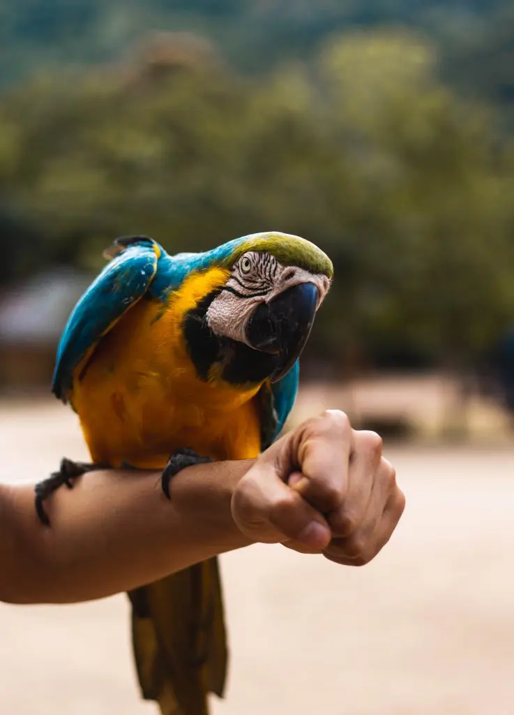 Blue and gold macaw on arm