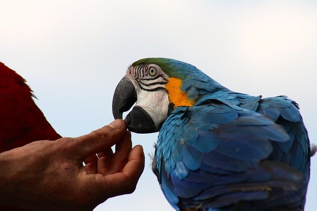 Blue and gold macaw taking a treat