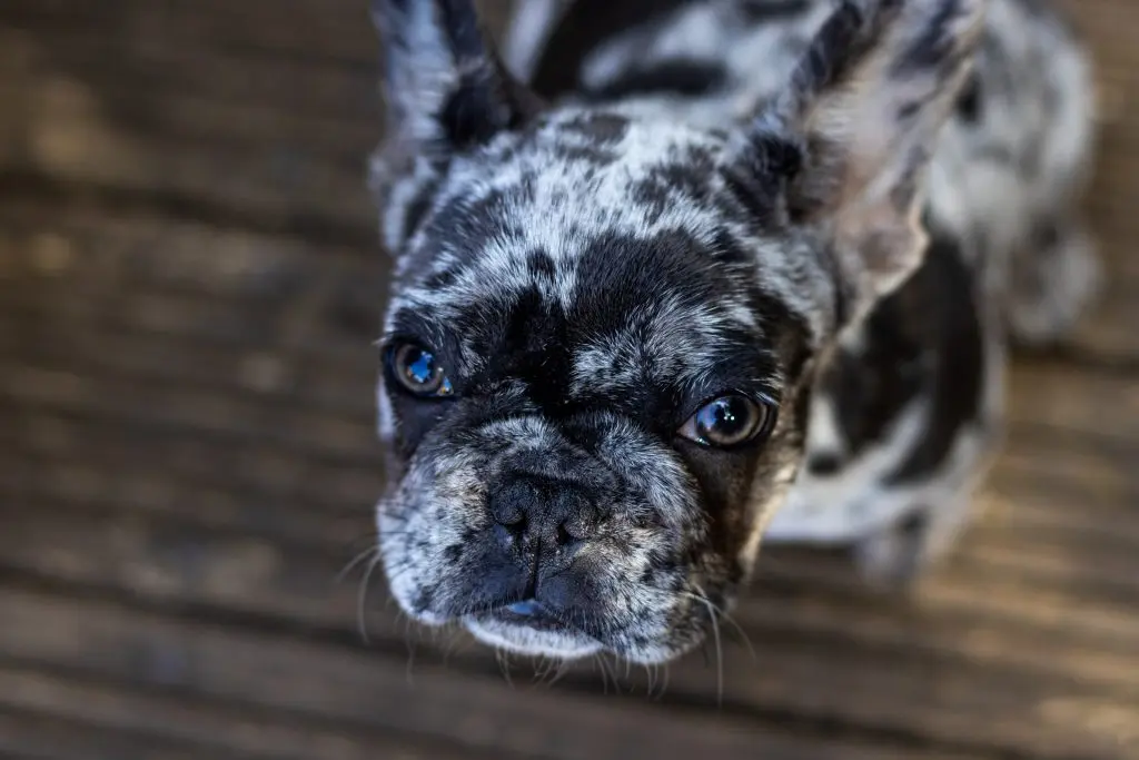 blue-merle-french-bulldog