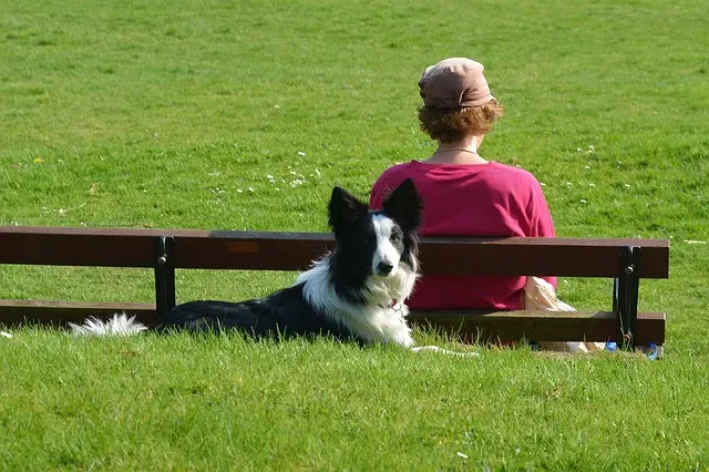 Border collie lying behind a person keeping watch.
