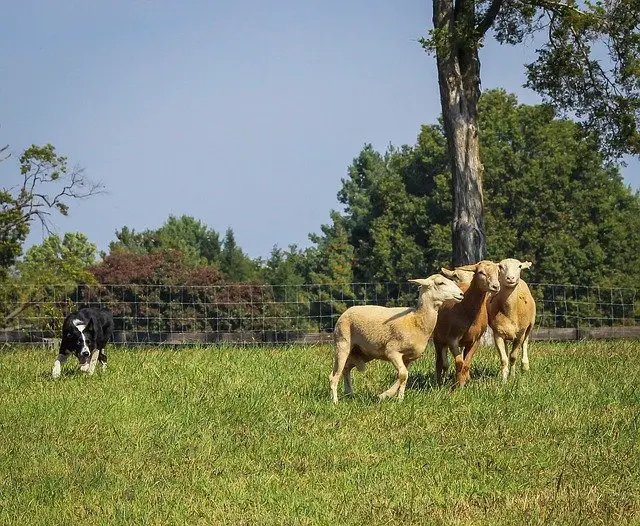 Border collie herding sheep