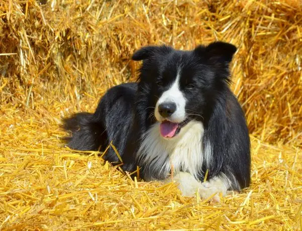 Border Collie lying in straw
