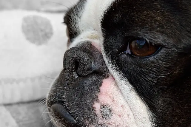 are male or female boston terriers more affectionate