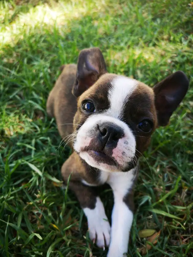 brown and white boston terrier puppy