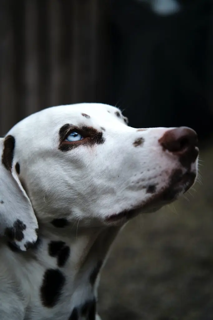 dalmation with blue eyes
