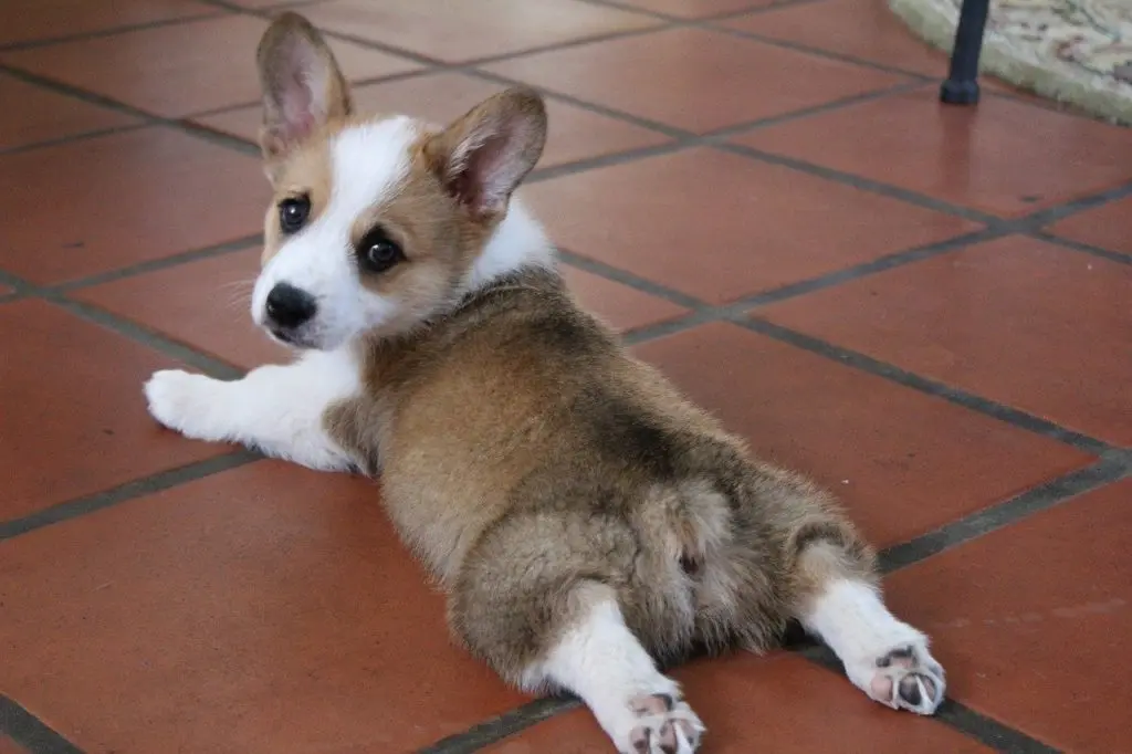 corgi puppy laying in a full sploot pose