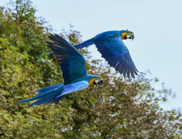 two-blue-and-gold-macaws-flying