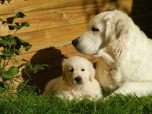 Golden-Retriever-mother-and-puppy
