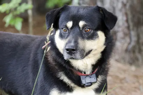 Kelpie mix in a vibration collar