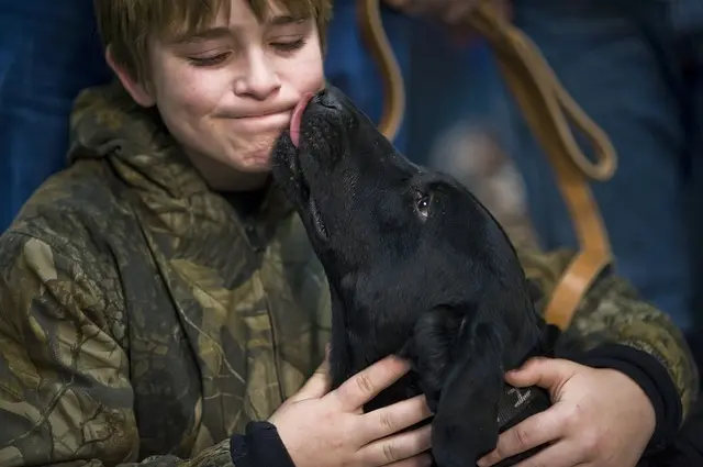 labrador licking little boy