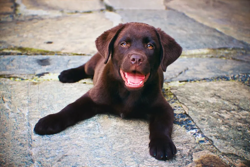 labrador puppy sitting in a side sploot pose