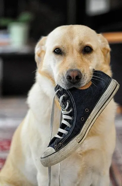 Labrador Retriever holding a shoe in his mouth
