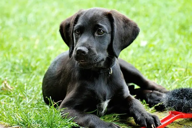 Can A Purebred Lab Have White Markings Etcpets