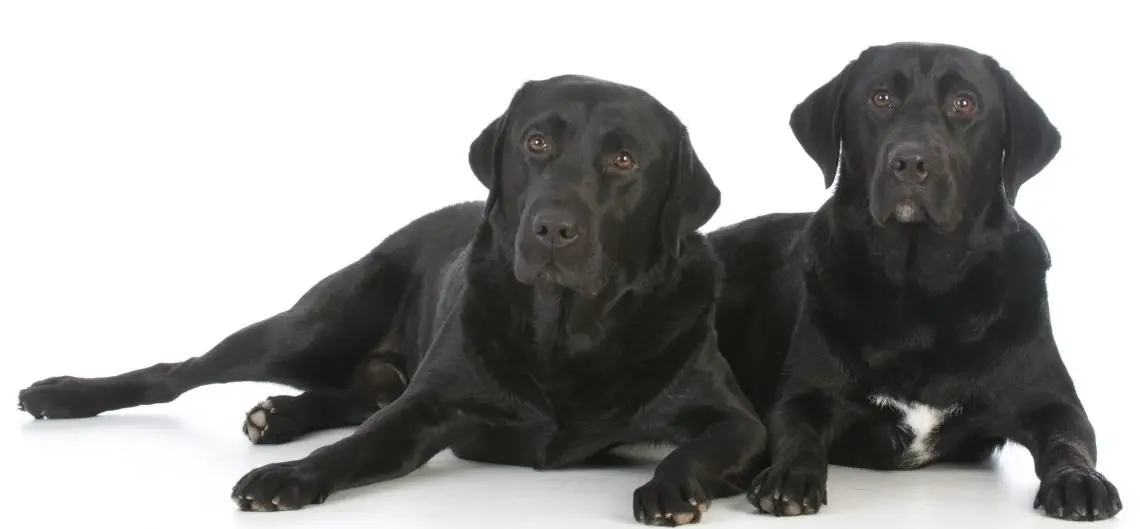 two black labradors, one with a white spot on its chest