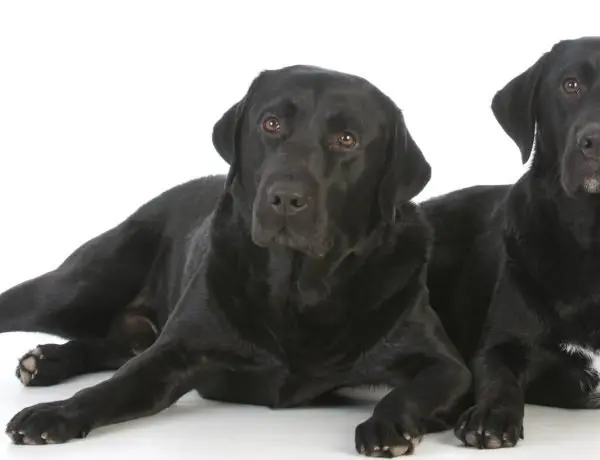 two black labradors, one with a white spot on its chest