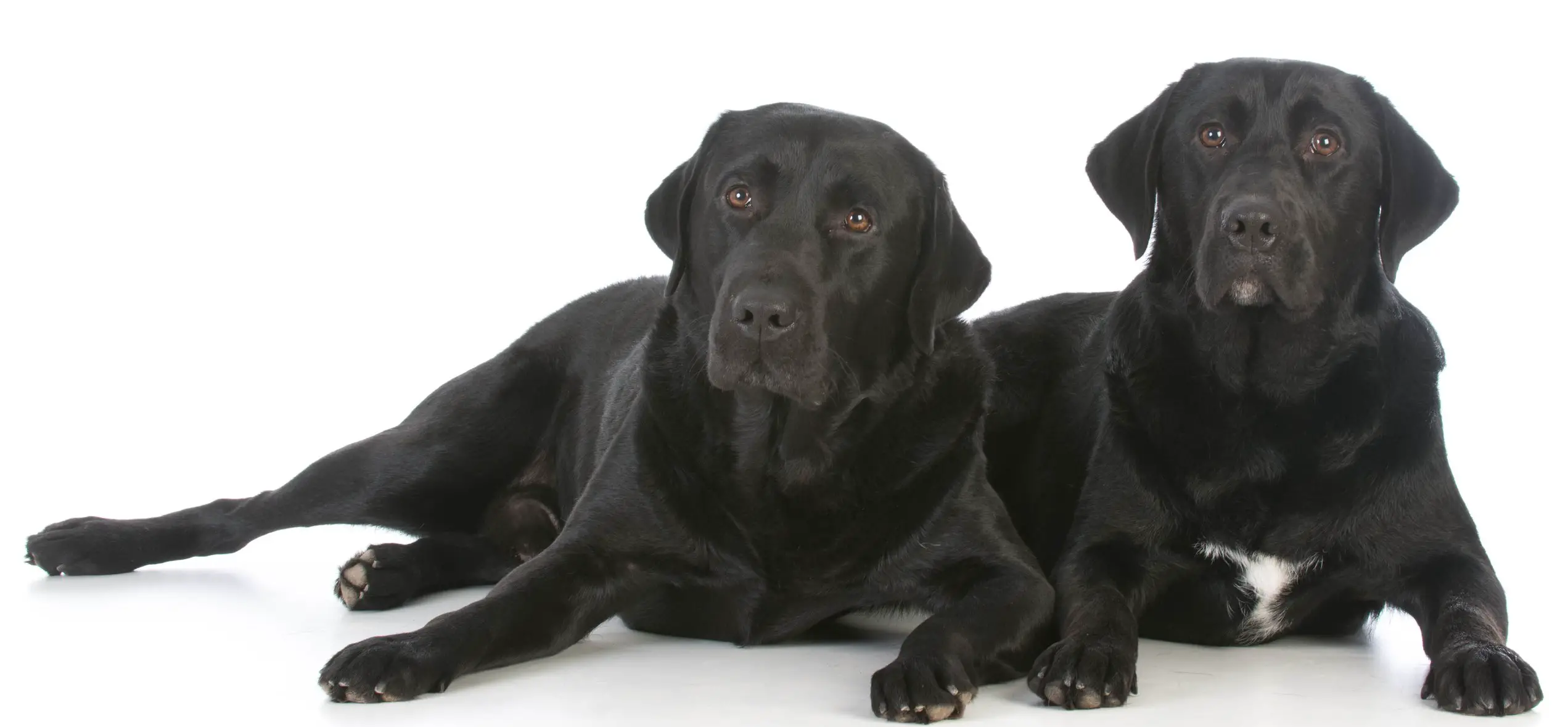 Can a Purebred Lab Have White Markings? - EtcPets