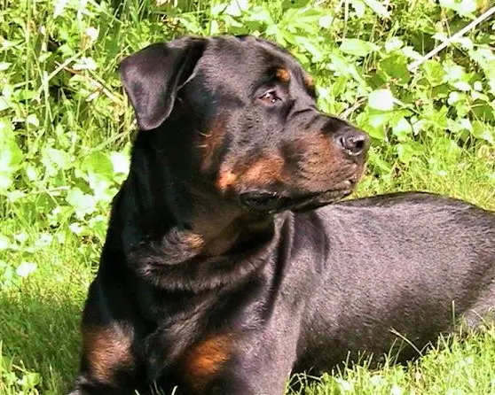 Rottweiler profile