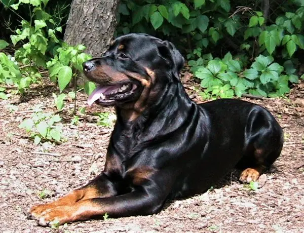 rottweiler lying down in the forest