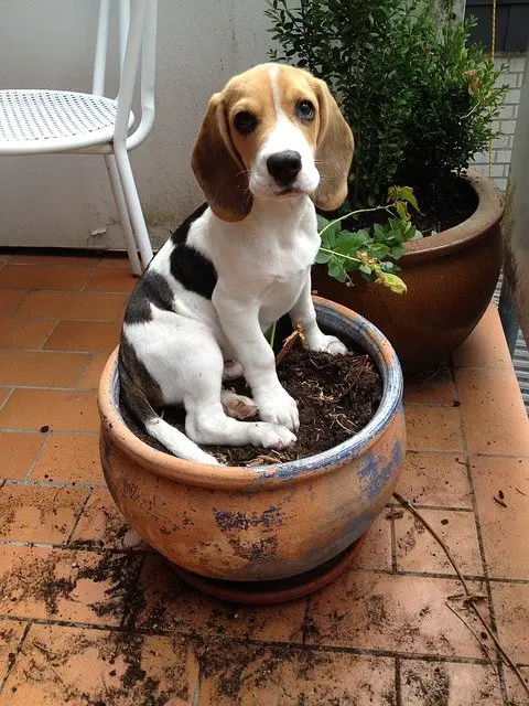 A Beagle in a flower pot being mischievous