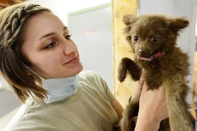 mixed breed dog getting tested