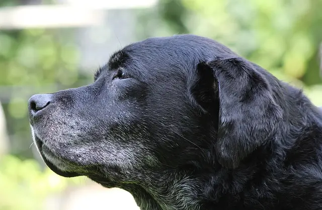 Older Labrador Retriever getting white hairs