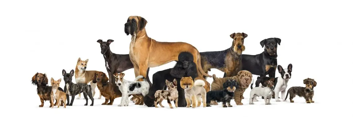 many-purebred-dogs-on-white-background