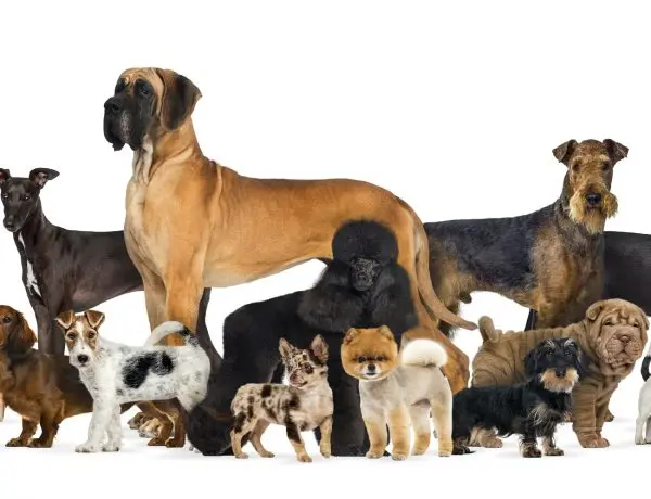 many-purebred-dogs-on-white-background