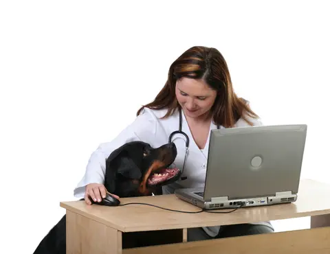 Rottweiler and veterinarian