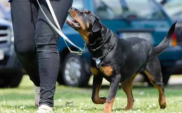 Rottweiler heeling