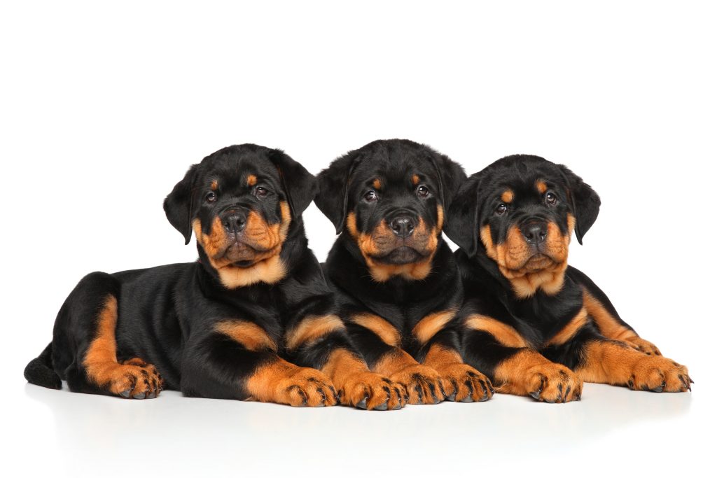 three Rottweiler puppies