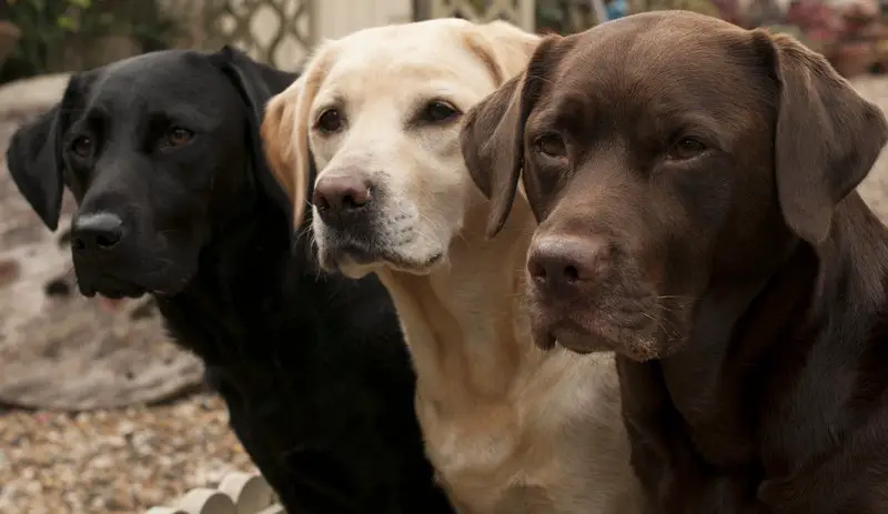 The three accepted colors of purebred Labradors.  Black, Yellow, and Chocolate.